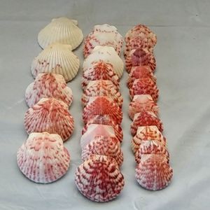 Beautiful Sea Shells